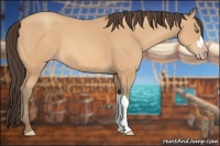 Horse Color:Amber Champagne 