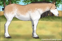 Horse Color:White Spotted Bay Dun