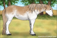 Horse Color:White Spotted Chestnut