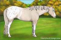Horse Color:White Spotted Chocolate Palomino Pearl Sabino Blanket 