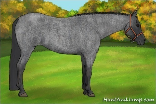 Horse Color:Blue Roan Brindle