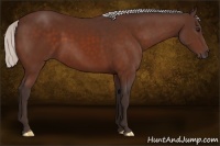 Horse Color:Silver Bay 