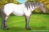 Horse Color:Brown Appaloosa 