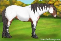 Horse Color:Brown Appaloosa 