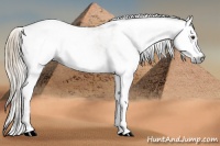 Horse Color:Gray Chestnut Sabino 