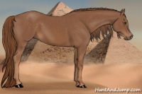 Horse Color:Chestnut Sabino 