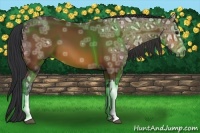 Horse Color:Bay Ice 