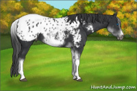 Horse Color:White Spotted Black Splash Tobiano Frame Appaloosa 