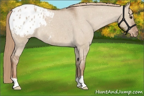 Horse Color:Red Dun Appaloosa Rabicano 