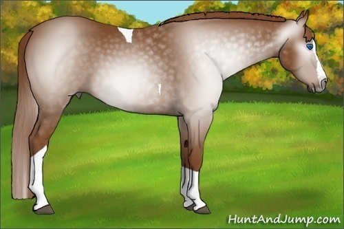 Horse Color:Gray Chestnut Splash Tobiano 