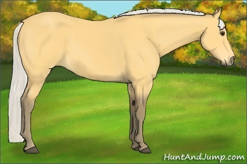 Horse Color:Silver Buckskin 