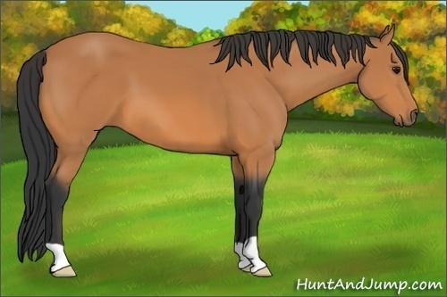 Horse Color: Bay 