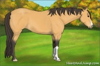 Horse Color:Buckskin 