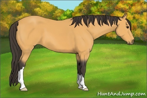 Horse Color: Buckskin 