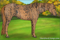 Horse Color:Black  Brindle