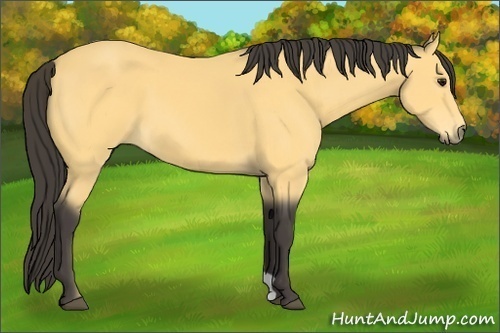 Horse Color:Buckskin 