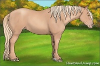 Horse Color:Gold Champagne 