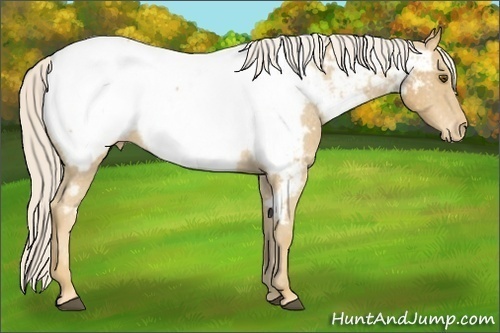 Horse Color: Palomino Mushroom Sabino Near Fewspot 