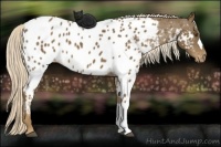 Horse Color:Chocolate Palomino Mushroom Near Leopard 