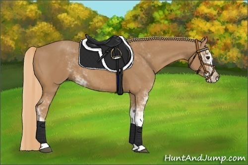 Horse Color:Chestnut Sabino 