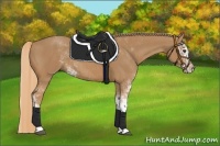 Horse Color:Chestnut Sabino 