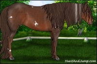 Horse Color:White Spotted Liver Chestnut 