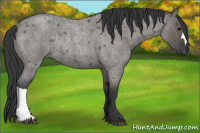 Horse Color:Grullo Roan Rabicano