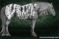 Horse Color:Black Splash Tobiano Near Leopard  Brindle