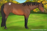 Horse Color:Bay Appaloosa Rabicano 