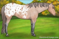 Horse Color:Bay Appaloosa 