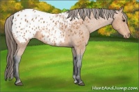 Horse Color:Bay Appaloosa 