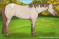 Horse Color:Red Dun Snowcap 