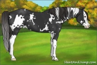 Horse Color:White Spotted Liver Chestnut Sabino Splash