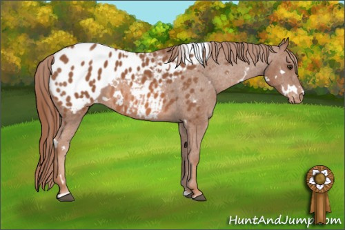 Horse Color: White Spotted Liver Chestnut Sabino Blanket 