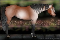 Horse Color:Gray Bay 