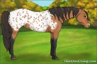 Horse Color:Bay Appaloosa 