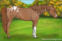 Horse Color:Chestnut Blanket 