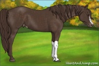 Horse Color:Liver Chestnut Appaloosa