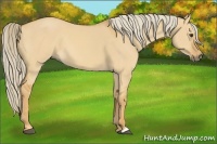 Horse Color:Palomino Dun 