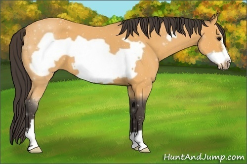 Horse Color:Buckskin Roan Frame