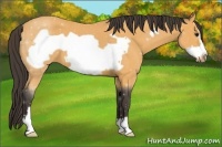 Horse Color:Buckskin Roan Frame 