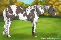 Horse Color:White Spotted Silver Black 