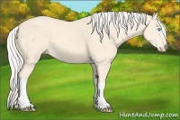 Horse Color:Cremello 