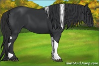 Horse Color:Black Tobiano 