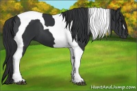 Horse Color:Black Tobiano 