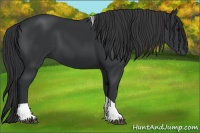 Horse Color:Black Tobiano 