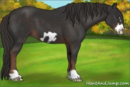 Horse Color: Liver Chestnut Frame 