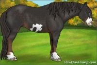 Horse Color:Liver Chestnut Frame 