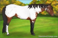Horse Color:Brown Appaloosa 