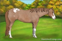 Horse Color:Chestnut Sabino Appaloosa 